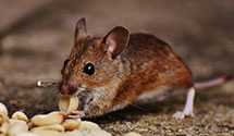 24 Hour & Emergency Exterminators in Palatka, FL